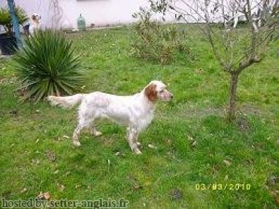 Setter Anglais DJERBA DU BOIS DE TINGUY